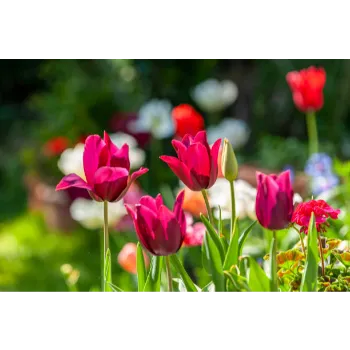 Natural Tulip Flower Exporter